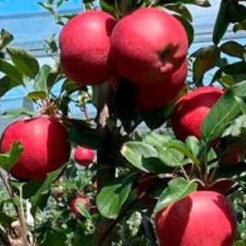 Fen Plus Gala Apple Plant – Sweet, Attractive & Productive Apple Variety 🍎