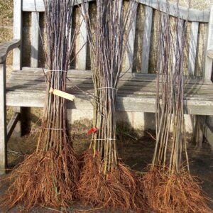 Best Quality M9 Rootstock