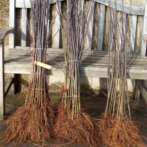 Best Quality M9 Rootstock