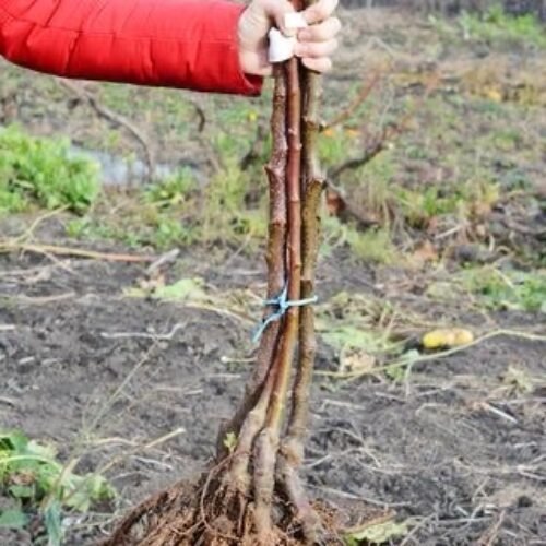 M111 Apple Rootstock – Vigorous Growth & Versatile Orchard Planting
