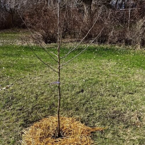 M107 Apple Rootstock – High Quality & Reliable