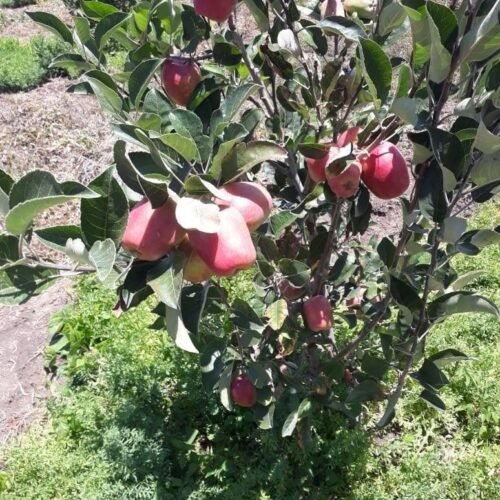 M106 Apple Rootstock – Semi-Dwarf Growth & Versatile Orchard Planting
