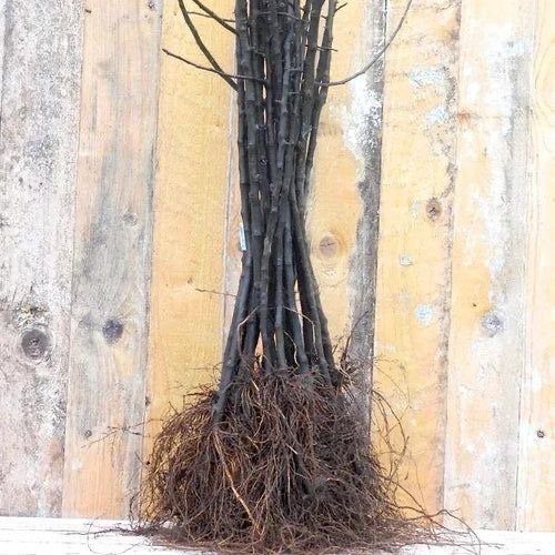 M126 Apple Rootstock – Vigorous Growth & Strong Orchard Performance