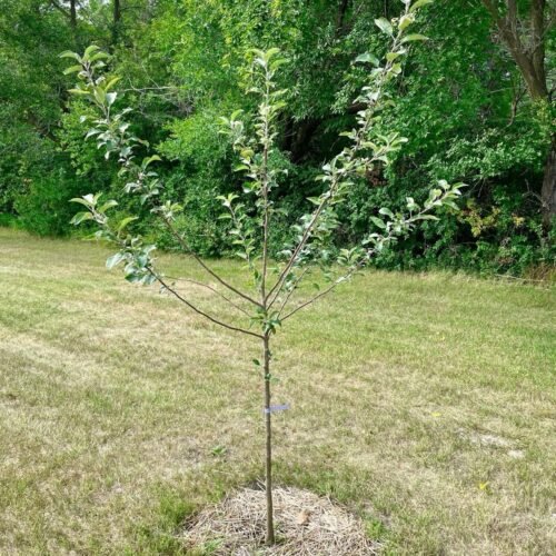 M9 T337 Apple Rootstock – Dwarf Growth & High-Density Orchard Performance