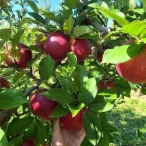 Big Bucks Apple Plant – Attractive Fruit & Productive Orchard Variety