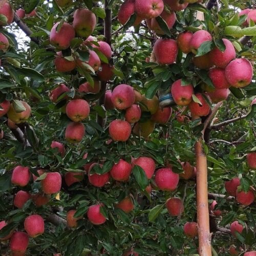 Mema Gala Apple Plant – Sweet, Attractive & Productive Apple Variety 🍎