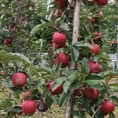 Schino gala Plant – Attractive, Sweet & Productive Apple Variety 🍎