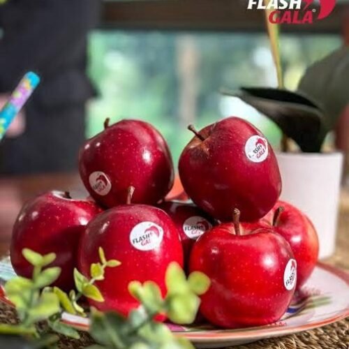 Flash Gala Apple Plant 🍎(rootstock M9 t337)