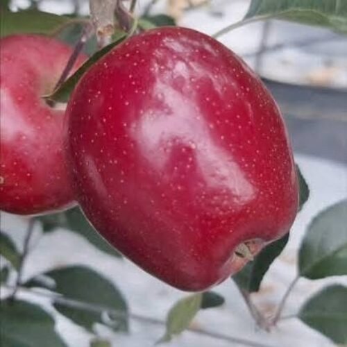 Nersimo Gala Apple on M.9 T337 – Sweet and crunchy Orchard Variety 🍎🌱