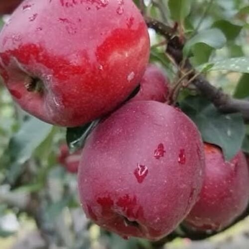 Mema Gala Apple on M.9 T337 – Sweet, High-Density Orchard Variety