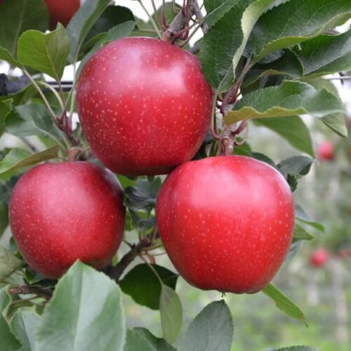 Biden Gala Apple on M.9 T337 🍎