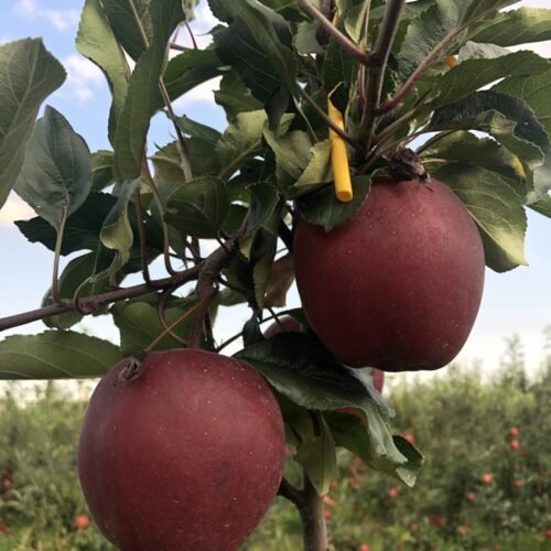 Dark Baron Gala Apple on M111