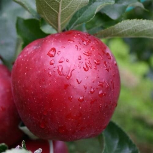 Schnico Red Gala Apple on M9T337